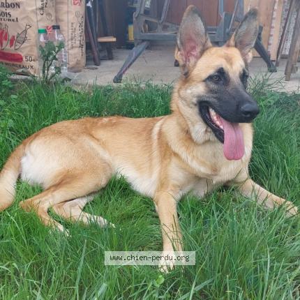 Photo 1/1 Chien retrouvé Perdu à Vigneux sur seine