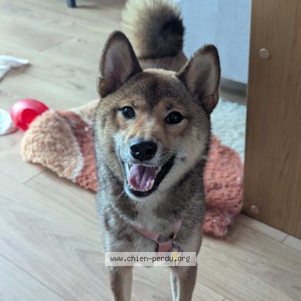 Photo 1/1 Chien retrouvé Perdu à Legny