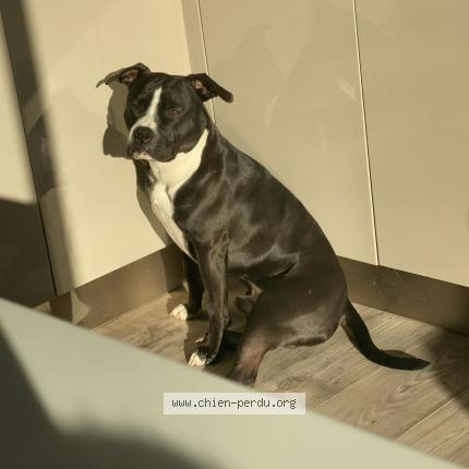 Photo 1/1 Chien retrouvé Perdu à Montauban