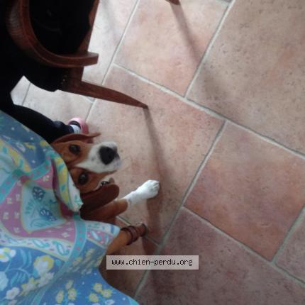 Photo 1/1 Chien retrouvé Perdu à Piriac sur mer