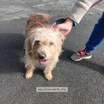 Photo 1/1 Chien retrouvé Trouvé à Lagos