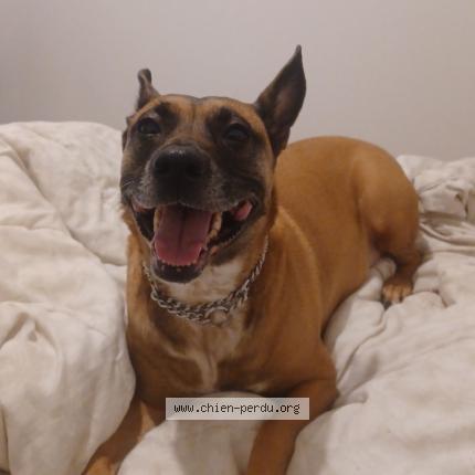 Photo de chien perdu à Tancarville