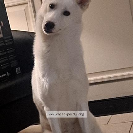 Photo 1/1 Chien retrouvé Perdu à Fontaine le bourg