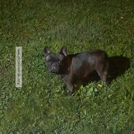 Photo de chien trouvé à Magnac Sur Touvre