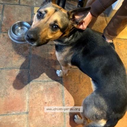 Photo de chien trouvé à Montcabrier