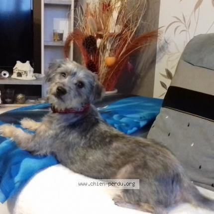 Photo 1/1 Chien retrouvé Perdu à Calais