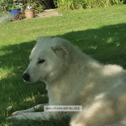 Photo 1/1 Chien retrouvé Perdu à Mortagne au perche