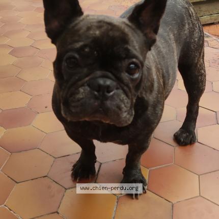 Photo 1/1 Chien retrouvé Perdu à Lacanau ocean