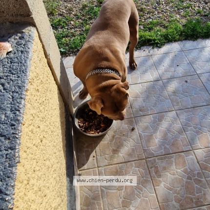 Photo 1/1 Chien retrouvé Perdu à La villedieu du temple