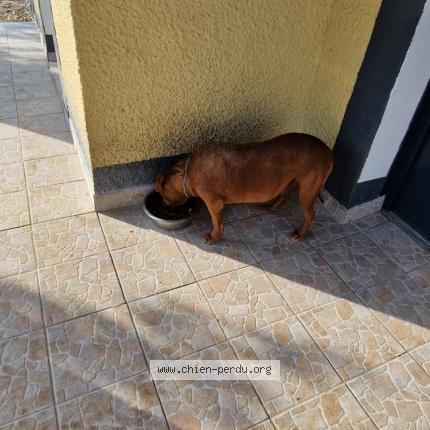 Photo 1/1 Chien retrouvé Perdu à La villedieu du temple