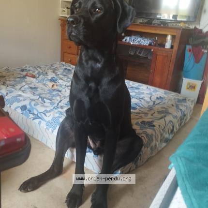 Photo 1/1 Guha Chien perdu à Saint nazaire