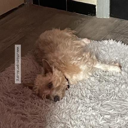 Photo 1/1 Chien retrouvé Perdu à L union