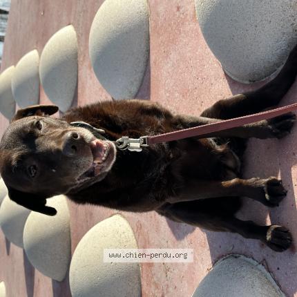 Photo de chien perdu à Labruguiere