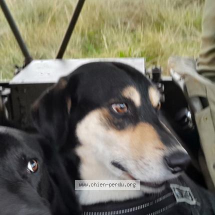 Photo de chien perdu à La Meauffe