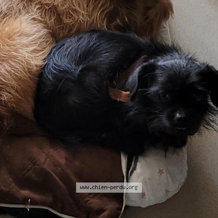 Photo de chien perdu à Loriol Sur Drome