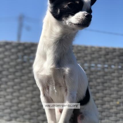 Photo de chien perdu à Precieux