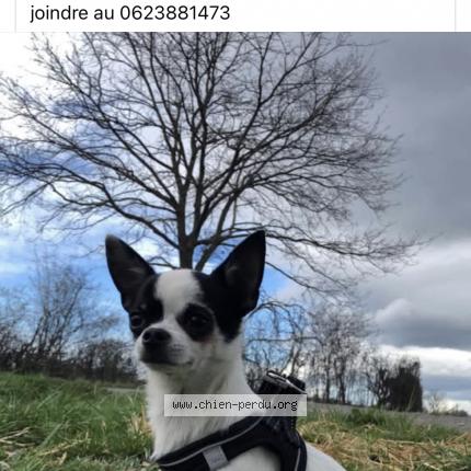 Photo 2/2 Chien retrouvé Perdu à Precieux