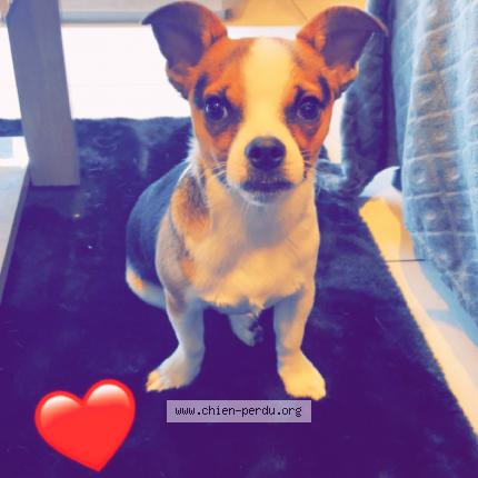 Photo 1/1 Chien retrouvé Perdu à Rouen 76