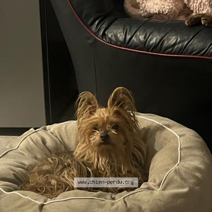 Photo 1/1 Chien retrouvé Trouvé à Montlucon