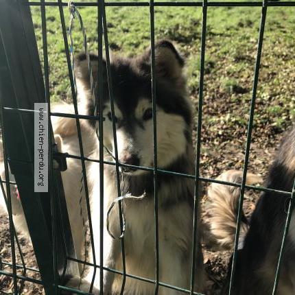 Photo 1/1 Chien retrouvé Perdu à Lannemezan