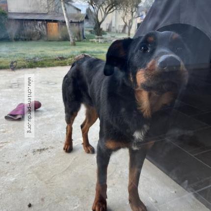 Photo 1/1 Chien retrouvé Trouvé à Les echelles