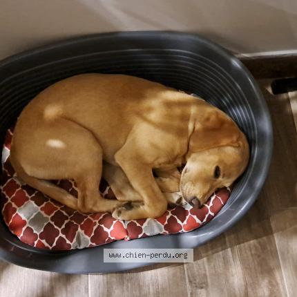 Photo de chien perdu à Villematier