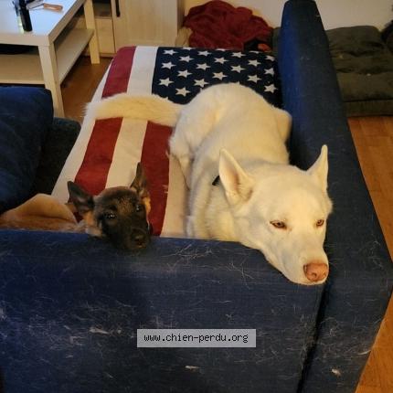 Photo 1/1 Chien retrouvé Perdu à Villeurbanne