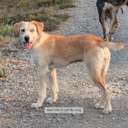 Photo 1/1 Chien retrouvé Perdu à Breil sur roya