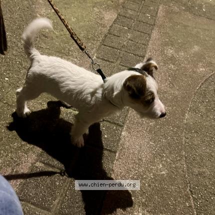 Photo de chien trouvé à Villeurbanne