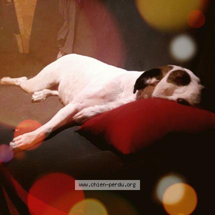 Photo 1/1 Chien retrouvé Perdu à Villard leger