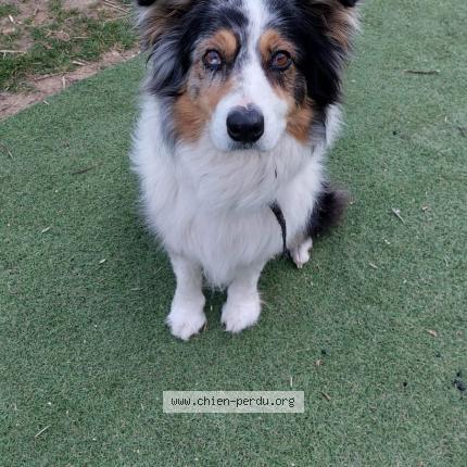 Photo de chien trouvé à Sadirac