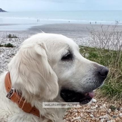 Photo 1/1 Chien retrouvé Perdu à Angerville l orchet