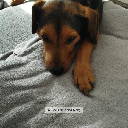 Photo de chien perdu à Neuvecelle