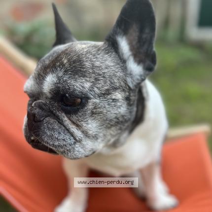 Photo 1/1 Chien retrouvé Perdu à Guerquesalles