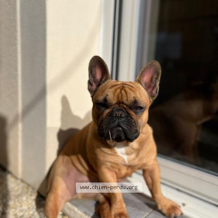 Photo 1/1 Chien retrouvé Perdu à Terssac