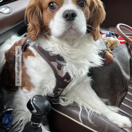 Photo 1/1 Chien retrouvé Perdu à Avessac