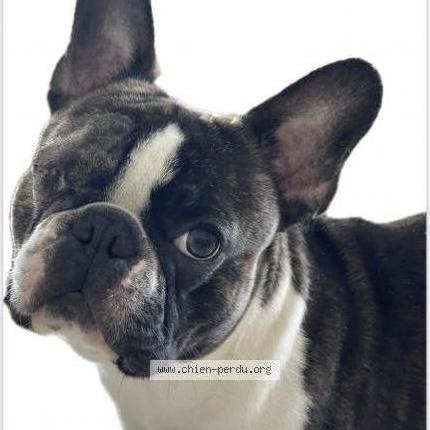 Photo de chien perdu à Magny Les Hameaux