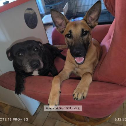 Photo 1/1 Chien retrouvé Perdu à Ales rochebelle