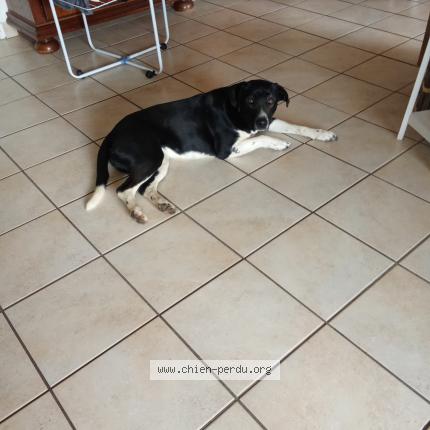 Photo 1/1 Chien retrouvé Trouvé à St just