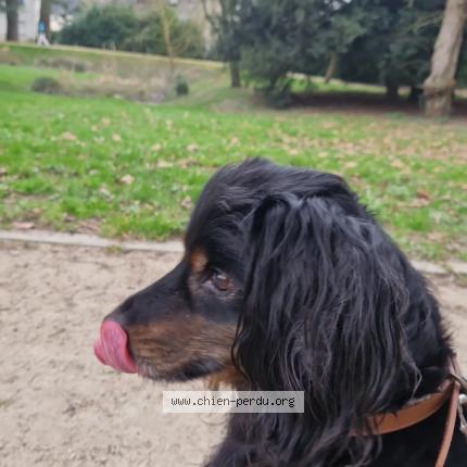 Photo 1/1 Chien retrouvé Trouvé à Vern sur seiche