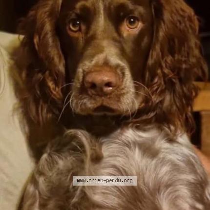 Photo 1/1 Chien retrouvé Perdu à Saint andelain