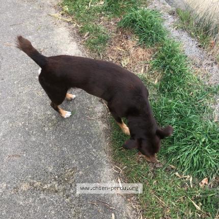 Photo 1/1 Chien retrouvé Trouvé à Couzon au mont d or