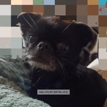 Photo de chien perdu à Villeurbanne