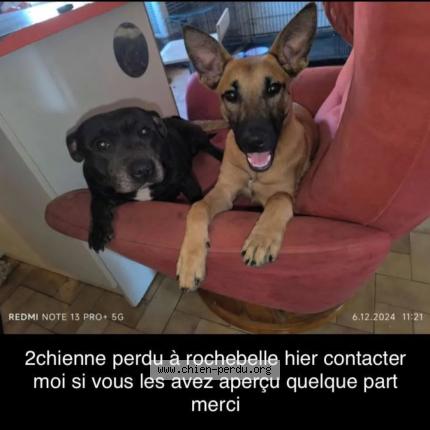 Photo 1/1 Chien retrouvé Perdu à Ales