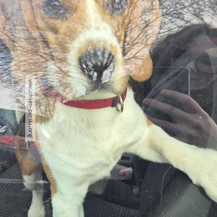 Photo 1/1 Chien retrouvé Trouvé à Cerisy la foret