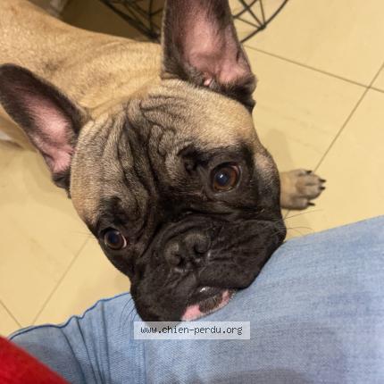 Photo 1/1 Chien retrouvé Perdu à Morvilliers