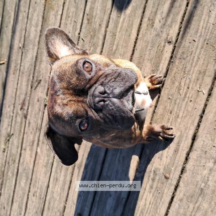 Photo 1/1 Chien retrouvé Perdu à Epiniac