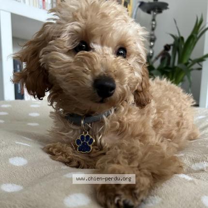 Photo de chien perdu à Les Menuires Belleville