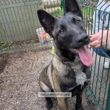 Photo 1/1 Chien retrouvé Trouvé à Sollies pont