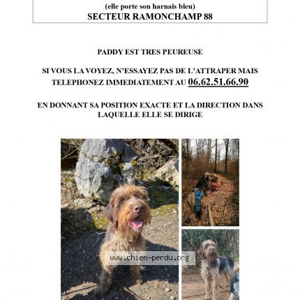 Photo 1/1 Chien retrouvé Perdu à Ramonchamp